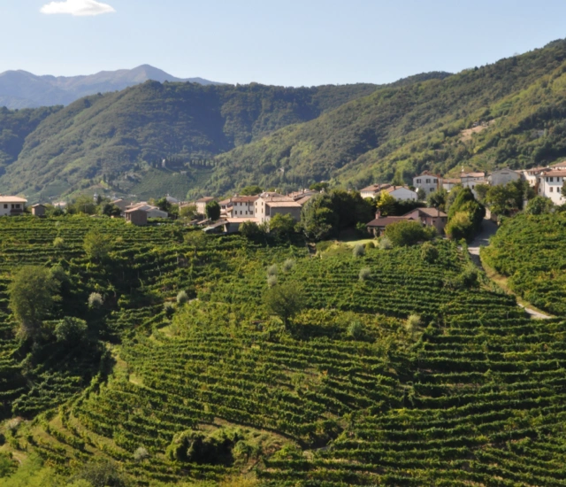 Ceste di uva appena raccolta