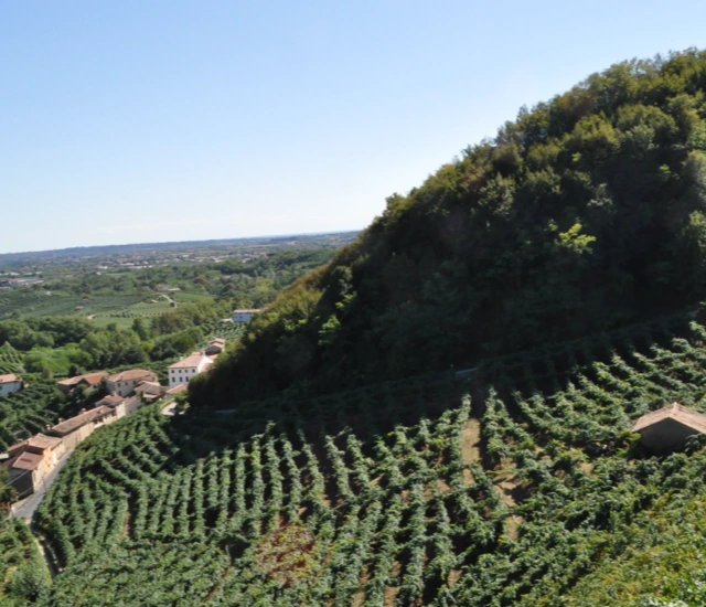 Panorama su vigneti