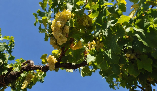 Vite con grappoli d'uva