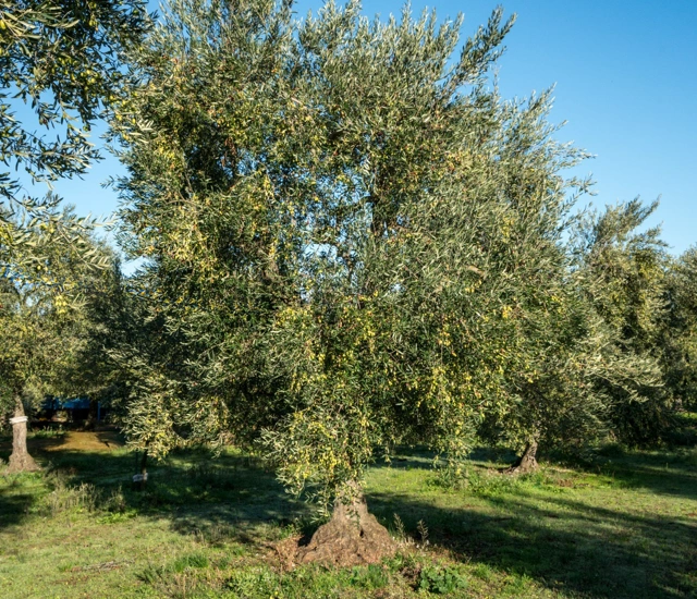 Alcuni dei nostri ulivi in Puglia