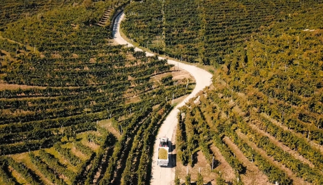 Aerial view of vineyards