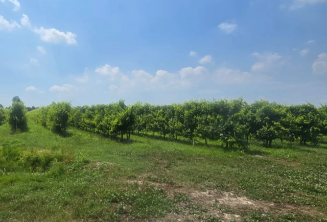Vineyards in Candelù di Maserada di Piave