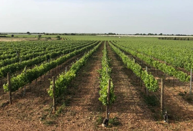 View of the vineyards