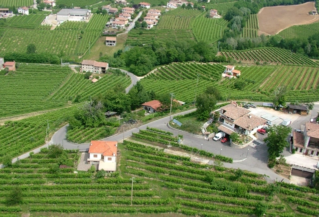 Aerial view of the vineyards