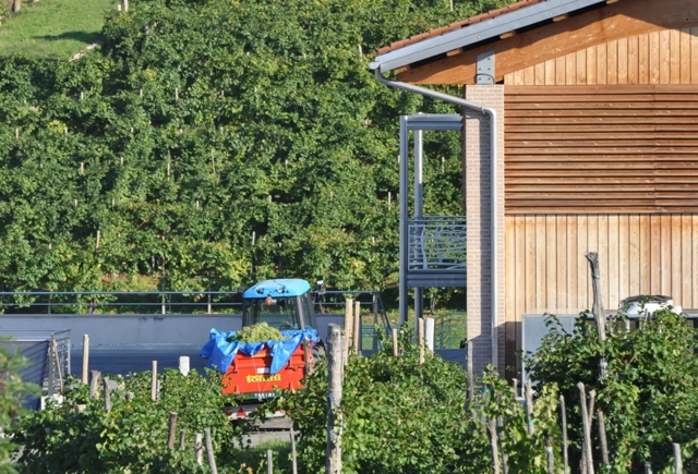 Grape harvest