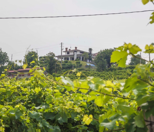 Chardonnay