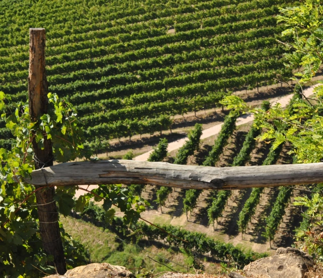 ROSATO VINO SPUMANTE EXTRA DRY