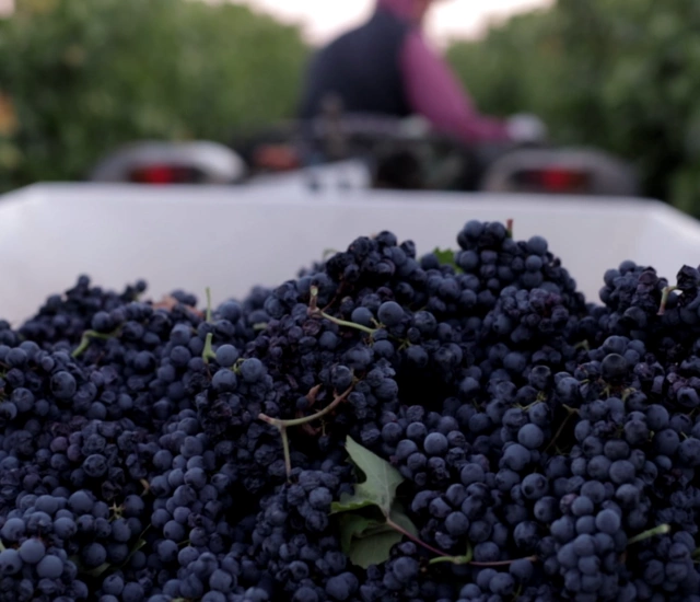 BORGO ANNUNZIATA PRIMITIVO DOC GIOIA DEL COLLE